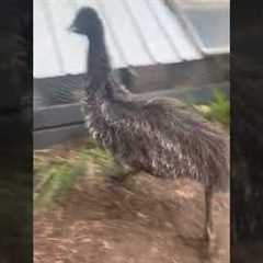 Emu Zoomies Confuses Farm Dog!