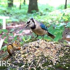Red Squirrels and Forest Friends - 10 Hour Cat TV for Pets and People to Watch 😺 - May 28, 2025