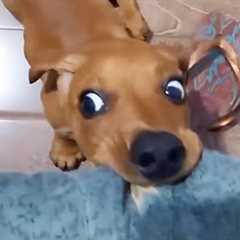 These Goofy Dogs Will Break Your Laugh Meter! - Funny Dog Videos