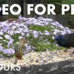 Chipmunks, Doves, Grackles and Friends Enjoying the Flowers - 10 Hour Cat TV for Pets - May 29, 2025