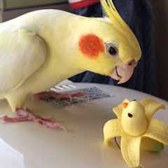 Ranking The Funniest Parrot Moments 2025 🦜😂