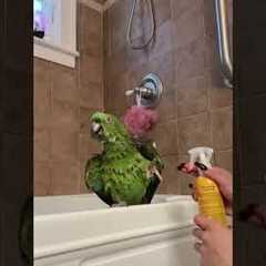 Super Angry Birds🤣 | BEST Bird Videos 2025
