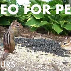 Saturday Morning Cartoons for Pets - 10 Hours of Chipmunks and Birds - Cat TV 😺 - May 31, 2025