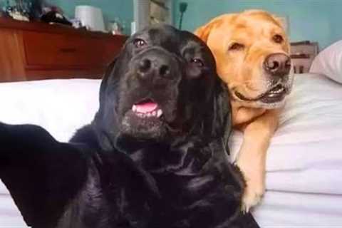 Funniest ANIMAL Videos 2025 That’ll Instantly Boost Your Mood!