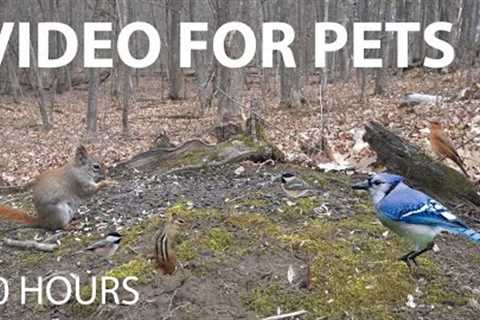Chipmunks, Birds and Squirrels in the Forest - 10 Hour Video for Pets and People - May 01, 2025