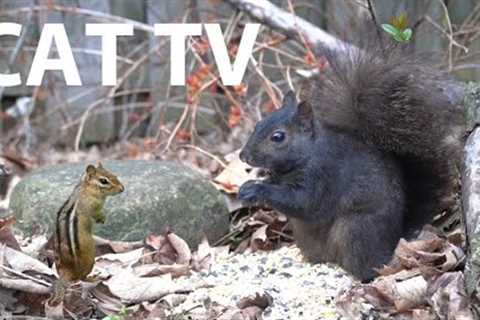 Chipmunks and Squirrels Foraging for Food - 10 Hour Cat TV for Pets to Watch 😺 - Apr 30, 2025