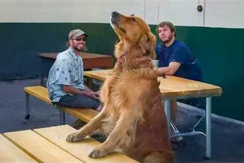 Silly Dogs Just Out Here Being...Dogs 😂🐕