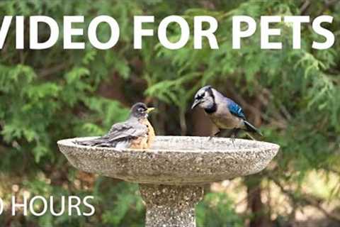 Robins, Jays and Birds Splashing in the Birdbath - 10 Hour Cat TV for Pets 😺 - May 02, 2025