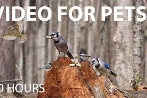 Beautiful Birds, Squirrels and Chipmunks in the Forest - 10 Hour Cat TV for Pets 😺 - Apr 29, 2025