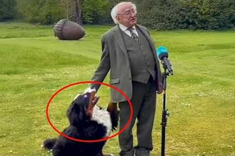 When your dog just loves being in the spotlight