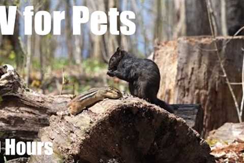 Saturday Morning Cartoons for Pets - 10 hour Forest Friends Edition - Cat TV 😺 - May 03, 2025