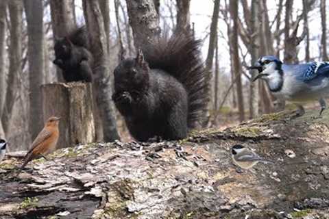 Black Squirrels and Forest Friends in Harmony - 10 hour Cat TV for Pets to Watch 😺 - Apr 28, 2025