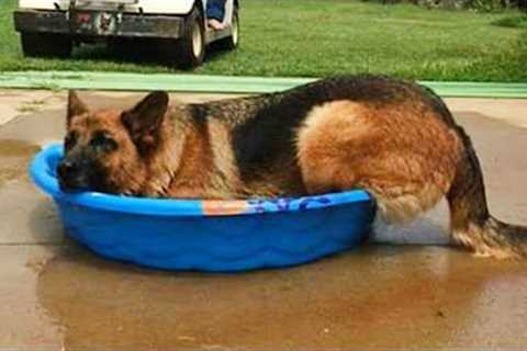 German Shepherd Dogs are a Comedian in Disguise! 🐶