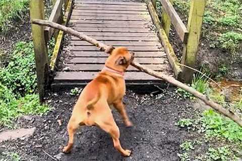 My Dog Thinks Through Problems Better Than I Do 😂 Funniest Dogs video 2025