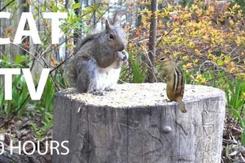Sunday Morning Brunch for Squirrels and Chipmunks - 10 Hour Cat TV for Pets 😺 - May 04, 2025