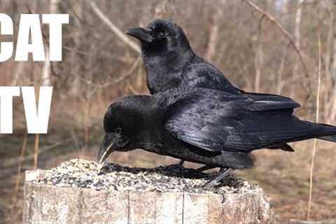 Cat TV for Pets to Watch 😺 - 10 Hours of Chickadees, Ravens, Red Squirrels and More! - Apr 27, 2025