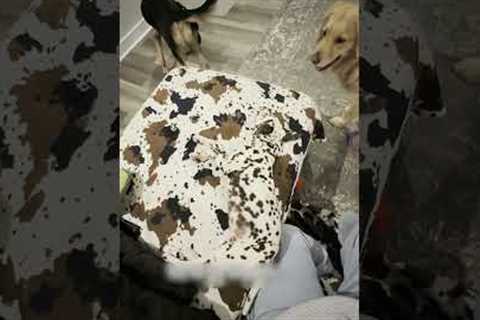 Can you spot the Dalmatian in this video?! #Dogs #Dalmatian #Funny