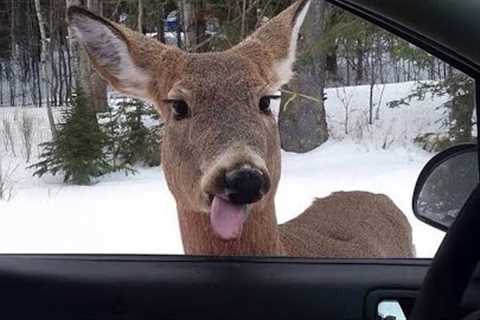 Funniest ANIMALS Videos 2025 That Will Definitely Brighten Your Day😍