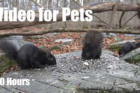 Beautiful Animals in a Canadian Forest - 10 hour Cat TV for Pets to Watch 😺 - May 05, 2025
