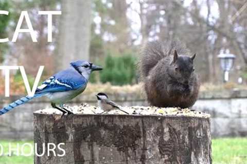 Saturday Morning Cartoons for Pets - 10 hours of Backyard Squirrels and Chipmunks - Apr 26, 2025