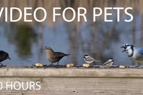 Beautiful Birds by the Water - 10 Hour Video for Pets and People to Watch 😺 - May 06, 2025