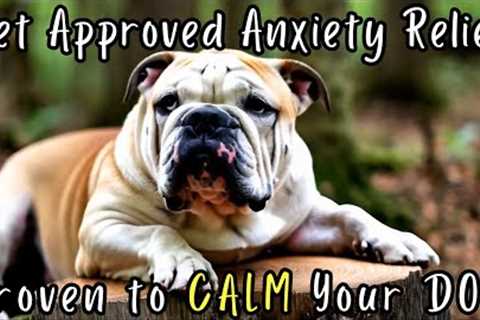 This Calming Video Relaxed My Dog in Seconds - Scientifically Backed