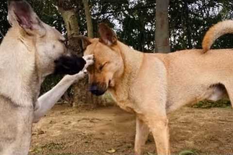 Having Two DOGS is Just 24/7 Sibling Drama😍 FUNNIEST Dog Video 2025