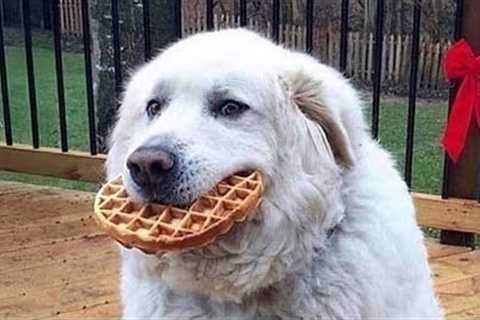 These Funny Dog Videos Just Fixed My Whole Mood 😂 Try it!