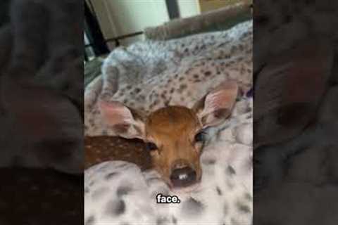 Look At This Adorable Sleepy Baby Deer
