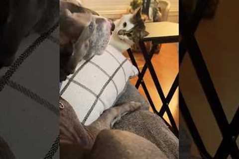 Cat Bullies Dog Sibling