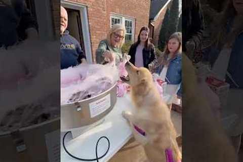 Dog Eats Cotton Candy Straight From Machine