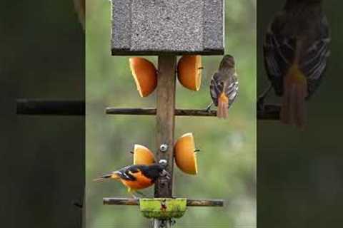 The Baltimore Orioles are Back! #shorts #birds