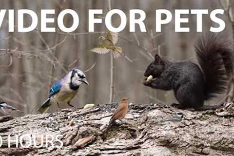 Saturday Morning Cartoons for Pets - 10 hour Forest Friends Edition - Cat TV 😺 - May 10, 2025