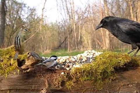 Ravens, Rabbits, Red Squirrels and More - 10 hour Cat TV for Pets to Watch 😺 - May 11, 2025