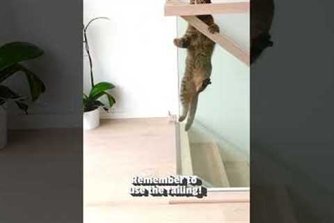 Animals vs stairs: the silliest combo you've ever seen! 😂🐕 #Dog #Cat #Funny