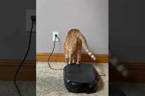Cat Vibes On Vibrating Plate