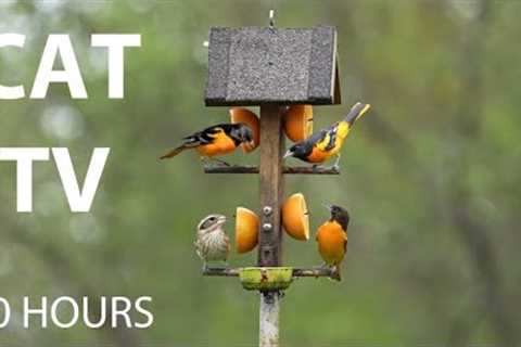 Baltimore Orioles and Beautiful Backyard Birds - 10 hour Cat TV for Pets to Watch 😺 - May 12, 2025