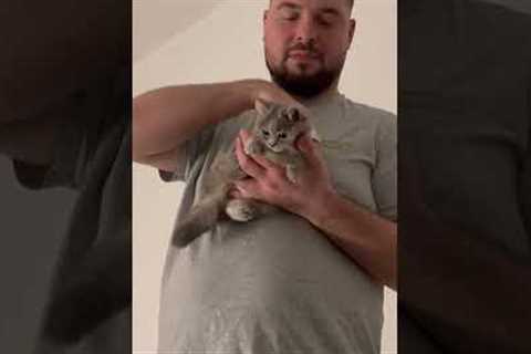 Grumpy Kitten Still Looks Cute While Getting Brushed #Kitten #Cute #Cat