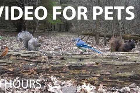 Cat TV for Pets and People to Watch 😺 - 10 Hours of Squirrels and Forest Friends - May 13, 2025