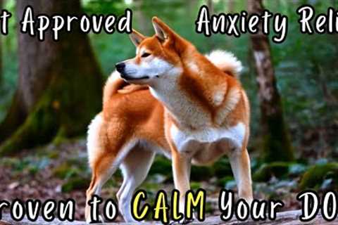 My Anxious Dog Relaxed Immediately Watching This – I Couldn't Believe It Worked