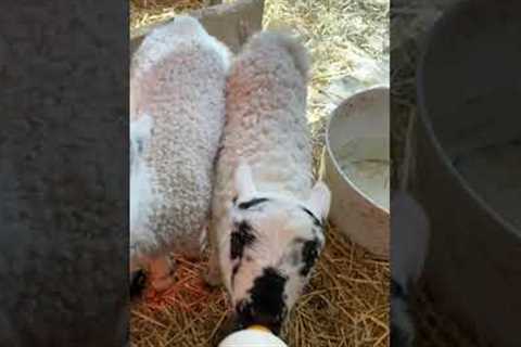 Little Lambs Love Drinking From Bottle