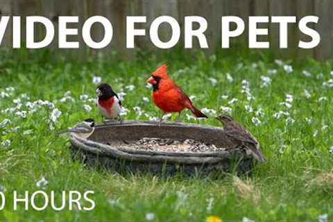 Red-Breasted Grosbeaks and Backyard Birds in Beautiful Flowers - 10 Hour Cat TV 😺  - May 15, 2025