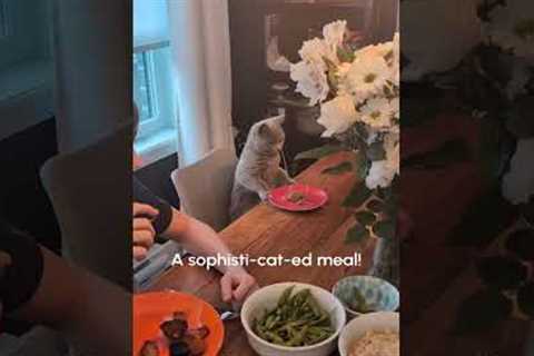 Dancing Cat | FUNNIEST Pets of the Week
