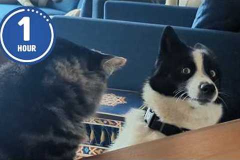 These Cats and Dogs are Hilarious! | Best of MAY 2025