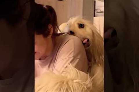 Cuddly Cats And Dogs 🥰 | Zen In 10