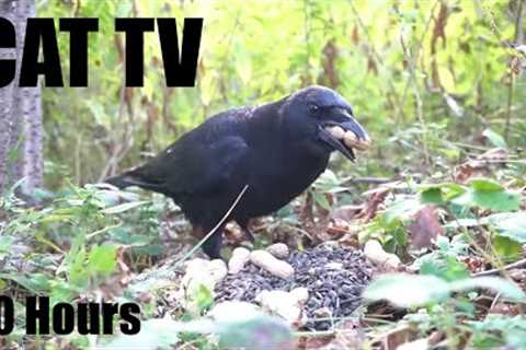 Saturday Morning Cartoons for Pets - 10 Hours of Ravens, Jays, Chipmunks and More - May 17, 2025