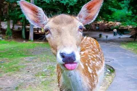 Funniest ANIMALS Videos 2025 That Will Make You LOL