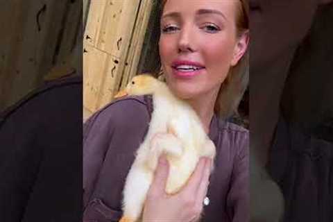 How could you ever put him down?! 🥹💕🐥 #Duck #Cute #BabyAnimals