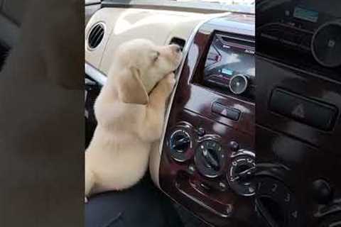 He's just like me in the summer! 🥵 (Via - Nilesh H.) #Dog #Puppy #YellowLab