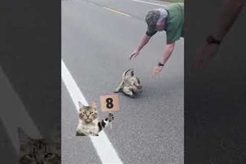Judgy Cat Is Shell-Shocked